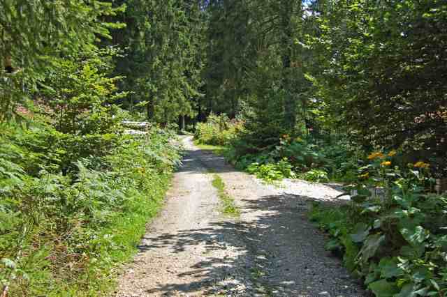 Nur ein einziger Forstweg führt ins Waldparadies Dürrwies